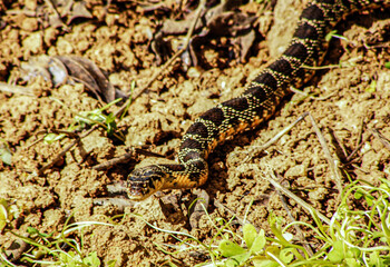 cobra