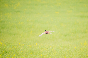 Pheasant (Phasianus colchicus) &ndash; a species of large bird from the gallinaceous family