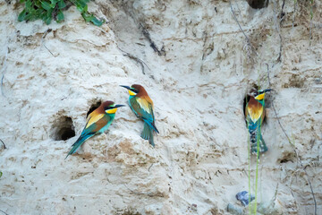 Bee-eater (Eurasian), European Bee-eater, European Honey-eater (Merops apiaster) &ndash; a species of medium-sized migratory bird in the family Bee-eater