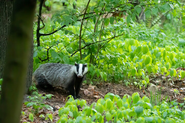 Badger (Meles) – a genus of mammals from the subfamily Melinae within the family Weaselidae