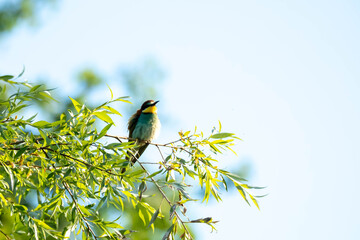 Bee-eater (Eurasian), European Bee-eater, European Honey-eater (Merops apiaster) – a species of medium-sized migratory bird in the family Bee-eater