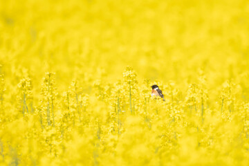 The Stonechat (Saxicola rubicola) is a species of small, partially migratory bird in the Muscicapidae family.