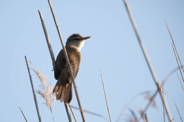 The Common Reed Warbler (Acrocephalus arundinaceus)