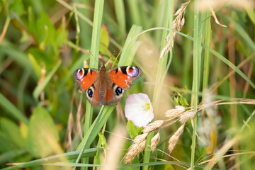 Peacock Butterfly (Aglais io) &ndash; a species of butterfly family of mermaids.