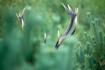 Running deer (Red deer) (Cervus elaphus)