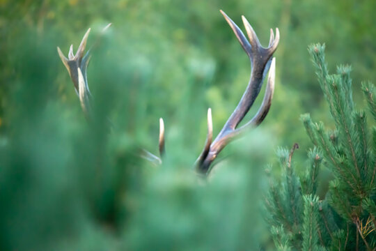Running deer (Red deer) (Cervus elaphus)