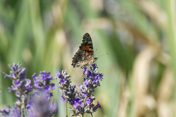 Painted Lady (Vanessa cardui) butterfly perched on lavender in Zurich, Switzerland