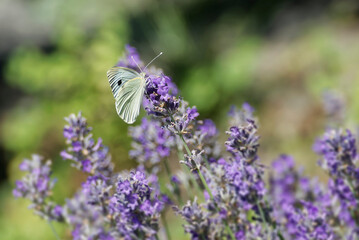 Large white butterfly (Pieris brassicae) perched on lavender in Zurich, Switzerland