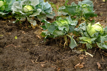 Cabbages in various stages of growth are seen in a garden bed The soil is rich and dark surrounded by greenery Dew glistens on the leaves in the morning light