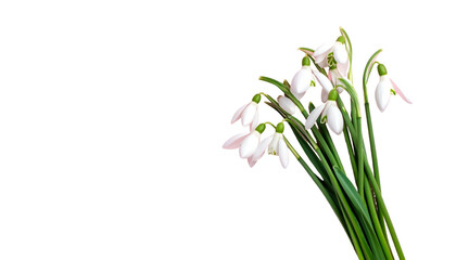 Fototapeta premium Close-up of delicate snowdrop flowers with white petals against a stark black background