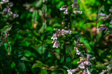The Foamflower blooms like a whisper &mdash; soft, pure, and full of grace, Atlanta Botanical Garden, Gainesville, Georgia, United States of America