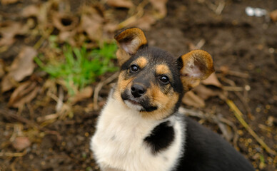 A playful puppy with black white and brown fur sits attentively on the earthy ground The background features grass and fallen leaves suggesting a warm outdoor day