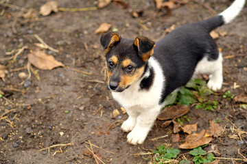 A small puppy with black and white fur stands on the ground curiously looking around Surrounding it are patches of grass and dry leaves