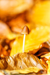 Mushroom - Pilz