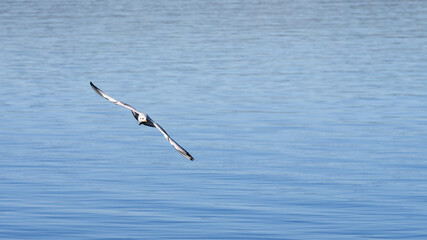 A seagull circling above the water surface. Copy space.