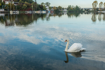 Schwan Cygnus schwimmt vor Liegeplatz für Segelboote in Lauffen am Neckar mit Spiegelung von blauem Himmel mit Wolken.