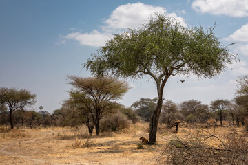 Fototapeta premium An African lion in the savannah. Beautiful scenery. Dangerous predator.