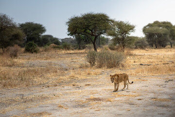An African lion in the savannah. Beautiful scenery. Dangerous predator.
