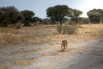 An African lion in the savannah. Beautiful scenery. Dangerous predator.