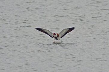 Landing in the water. Common shelduck