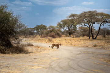 An African lion in the savannah. Beautiful scenery. Dangerous predator.