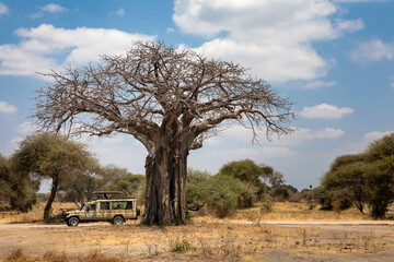 Beautiful African savannah. Large trees. Bushes. Sunny summer day.