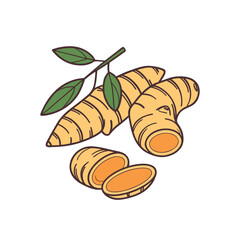 Turmeric root vector icon yellow.