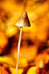 Mushroom - Pilz