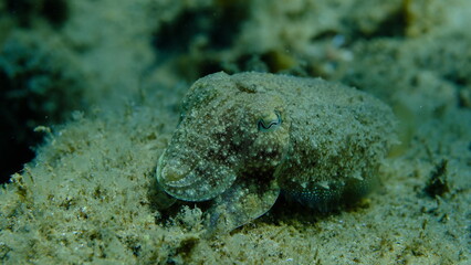 Common cuttlefish or European common cuttlefish (Sepia officinalis) undersea, Aegean Sea, Greece, Halkidiki, Pirgos beach
