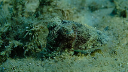 Common cuttlefish or European common cuttlefish (Sepia officinalis) undersea, Aegean Sea, Greece, Halkidiki, Pirgos beach
