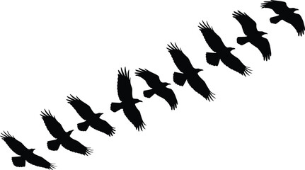 Bird flight silhouette vector set, black and white raptor motion sequence, flying bird illustration, wing movement stages, nature wildlife clipart