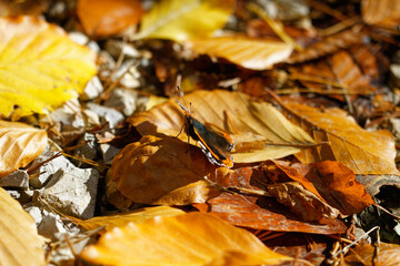 Falter - Schmetterling