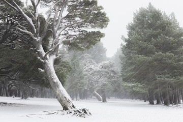 Snow and frost covered Scots Pine at Loch Morlich near Aviemore during winter in the Cairngorms National Park in Scotland, UK