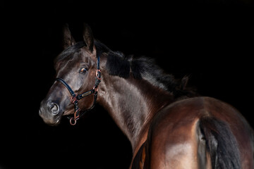 Obraz premium portrait of beautiful young black horse posing isolated on black background