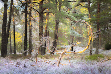 Scots Pine forest near Aviemore during winter in the Cairngorms National Park in Scotland, UK
