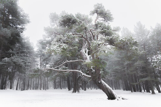 Snow and frost covered Scots Pine near Aviemore during winter in the Cairngorms National Park in Scotland, UK
