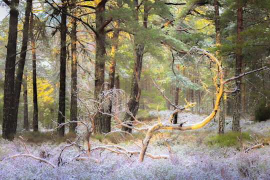 Scots Pine forest near Aviemore during winter in the Cairngorms National Park in Scotland, UK