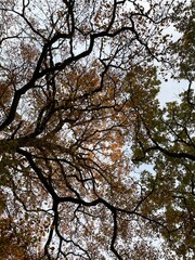branchage