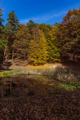 Forest autumn colorful landscape. Trees and paths with colorful leaves