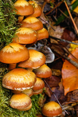 Mushroom - Pilz