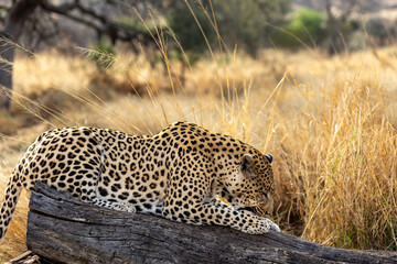 close up of a Leopard