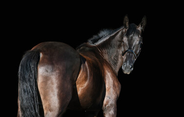 portrait of beautiful young black TRakehner breed horse posing against black background