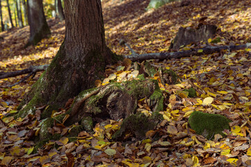 Forest autumn colorful landscape. Trees and paths with colorful leaves