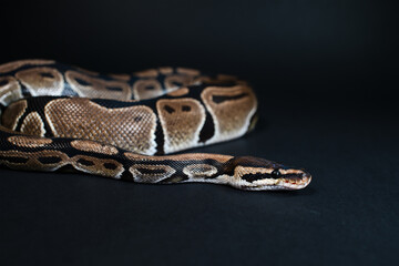 Royal python on a black background. Snake skin.