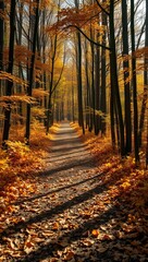 Obraz premium Forest path covered with fallen leaves sunlight filtering through tall trees