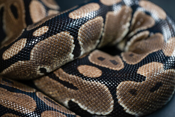 Close-up of a royal python. Snake's skin.