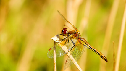 Dragonfly flew in and sat on the plant.