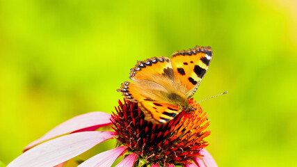The beautiful Vanessa cardui butterfly pollinates the Echinacea flower. Close-up.
