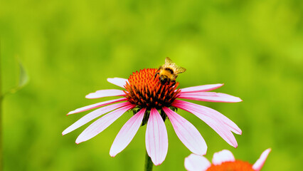 Bee sit on the echinacea flower. Pollination of a flower close-up.