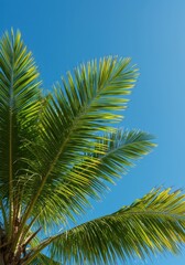 Fototapeta premium Lush green palm fronds sway gently against a vibrant blue sky during a sunny afternoon, symbolizing perfect tropical bliss and relaxation, peaceful, bright, nature